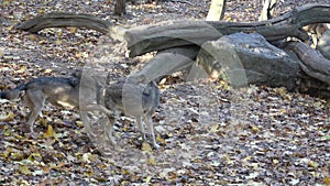 European gray wolf Canis lupus lupus in the forest