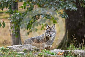 A European gray wolf is in the forest in autumn