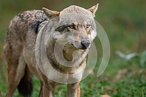 A European gray wolf is in the forest in autumn