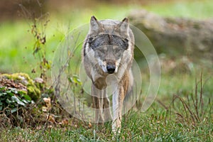 A European gray wolf is in the forest in autumn