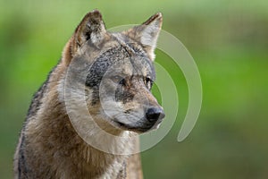 A European gray wolf is in the forest in autumn