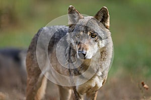 A European gray wolf is in the forest in autumn