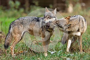 A European gray wolf is in the forest in autumn