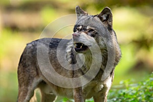 A European gray wolf is in the forest in autumn