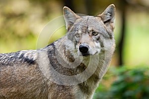 A European gray wolf is in the forest in autumn