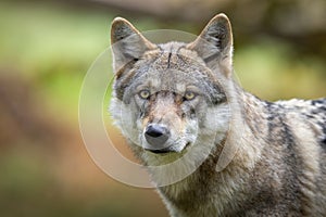 A European gray wolf is in the forest in autumn