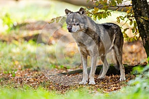 A European gray wolf is in the forest in autumn