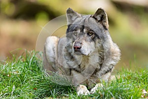 A European gray wolf is in the forest in autumn