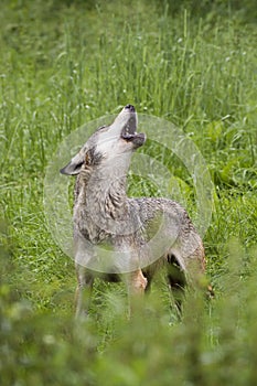 European gray wolf howling