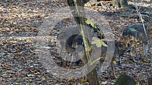 European gray wolves Canis lupus lupus is running in the forest.