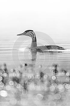 European Great Crested Grebe