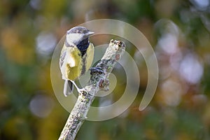 European Great Tit Parus Major perched on branch with autumn b