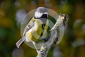 European Great Tit Parus Major perched on branch with autumn b