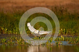 European Great White Egret flying, Ardea alba