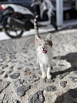 European Greece Stray multi-colored Cat Begs for Food on Cobble Stone Street