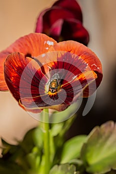 European Green blowfly lucilia sericata sitting on a red and orange pansy flower