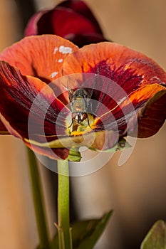 European Green blowfly lucilia sericata sitting on a red and orange pansy flower