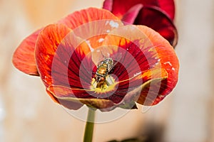 European Green blowfly lucilia sericata sitting on a red and orange pansy flower