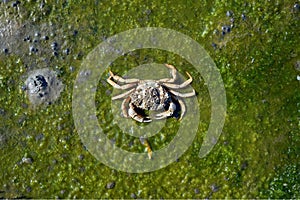 European green crab (Carcinus maenas), Wadden Sea, North Sea, Wattenmeer National Park,Germany photo