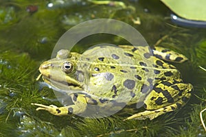 European green edible frog