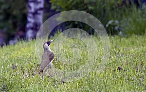 European green female woodpecker bird with long and sharp beak also known as Picidae, the scientific name is Picus Viridis