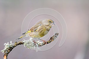 European Green finch Carduelis chloris sitting on a beautiful stick with moss