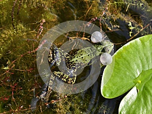European green frog croaking while swimming