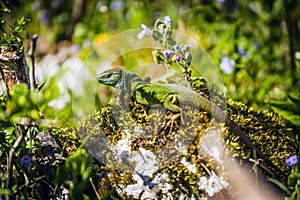 The European green lizard