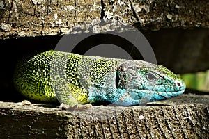 European green lizard