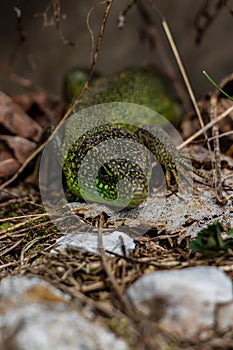 European green lizard close up