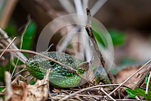 European green lizard close up