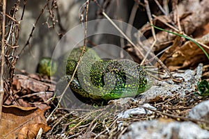 European green lizard close up