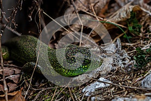 European green lizard close up