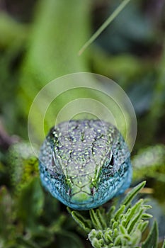 European Green Lizard close up