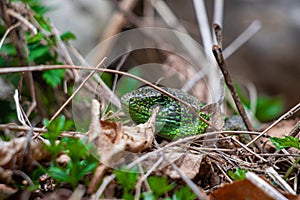 European green lizard crawling through leaves