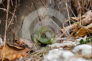 European green lizard crowling