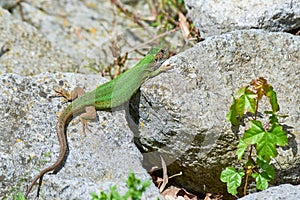European green lizard female sunbathing on the rock