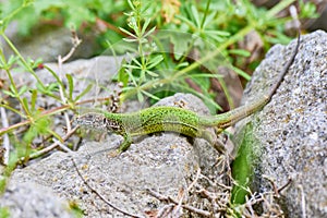 European green lizard female sunbathing on the rock