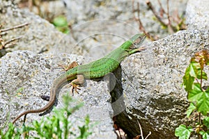 European green lizard female sunbathing on the rock