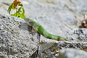 European green lizard female sunbathing on the rock