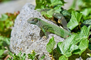 European green lizard female sunbathing on the rock