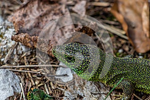 European green lizard head shot