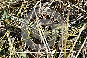 The european green lizard lacerta bilineata