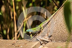 European green lizard Lacerta bilineata at sunny day