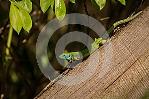 European green lizard Lacerta bilineata at sunny day