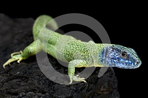 European green lizard (Lacerta viridis) male