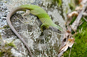 European green lizard (Lacerta viridis)