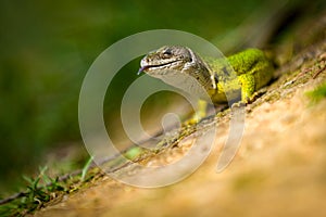 European green lizard Lacerta viridis