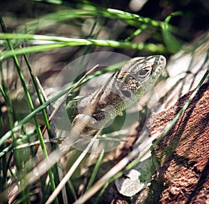 European green lizard (Lacerta viridis), female