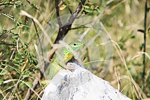 European green lizard Lacerta viridis. Green skin lizard sits on a rock in wild